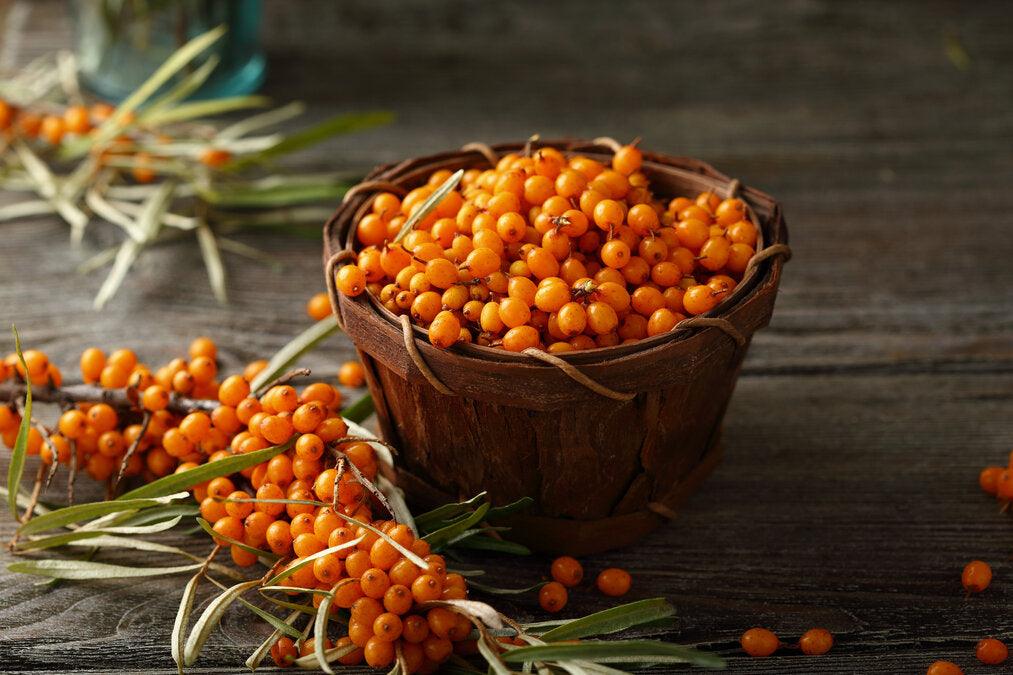 Organic Sea Buckthorn Powder 500g - Image 3